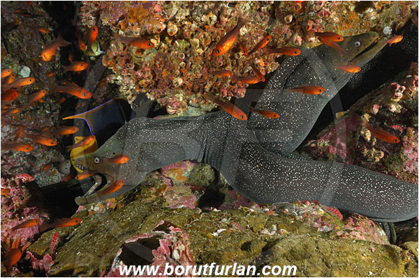 Malpelo, Columbia, Pacific ocean, Gymnothorax dovii, Gymnothorax, Muraenidae, Fine-spotted moray, Moray
