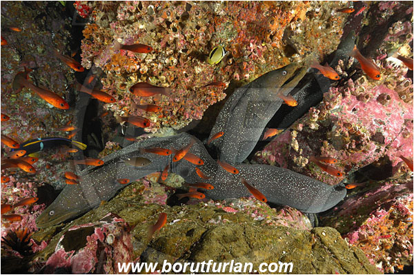 Malpelo, Columbia, Pacific ocean, Gymnothorax dovii, Gymnothorax, Muraenidae, Fine-spotted moray, Moray