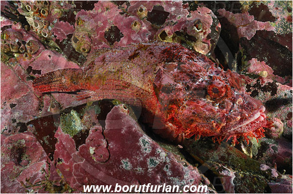 Malpelo, Columbia, Pacific ocean, Scorpaena mystes, Scorpaena, Scorpaenidae, Pacific spotted scorpionfish, Scorpionfish, Fish