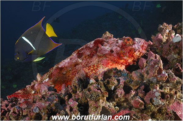 Malpelo, Columbia, Pacific ocean, Scorpaena mystes, Scorpaena, Scorpaenidae, Pacific spotted scorpionfish, Scorpionfish, Fish, Holacanthus passer, Holacanthus, Pomacanthidae, King angelfish, Angelfish, Reef