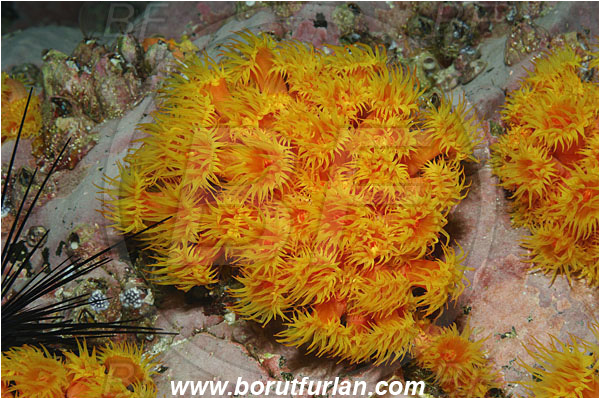 Malpelo, Columbia, Pacific ocean, Tubastraea coccinea, Tubastraea, Dendrophylliidae, Sun coral, Cup coral, Anthozoa, Cnidaria, Cnidarian