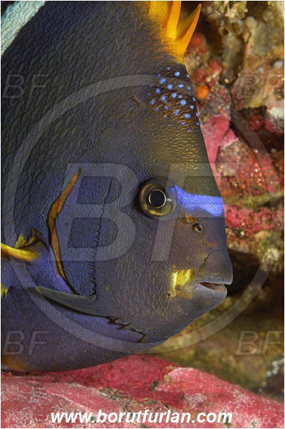 Malpelo, Columbia, Pacific ocean, Holacanthus passer, Holacanthus, Pomacanthidae, King angelfish, Angelfish, Fish, Portrait