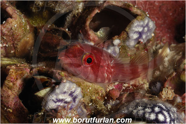 Malpelo, Columbia, Pacific ocean, Arcos poecilophthalmus, Arcos, Gobiesocidae, Galapagos clingfish, Clingfish, Fish