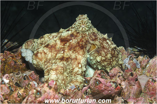 Malpelo, Columbia, Pacific ocean, Octopus oculifer, Octopus, Octopodidae, Cephalopoda, Mollusca, Mollusc, Galapagos octopus
