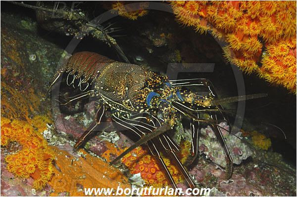Malpelo, Columbia, Pacific ocean, Panulirus penicillatus, Panulirus, Palinuridae, Decapoda, Crustacea, Crustacean, Pronghorn spiny lobster, Spiny lobster, Lobster