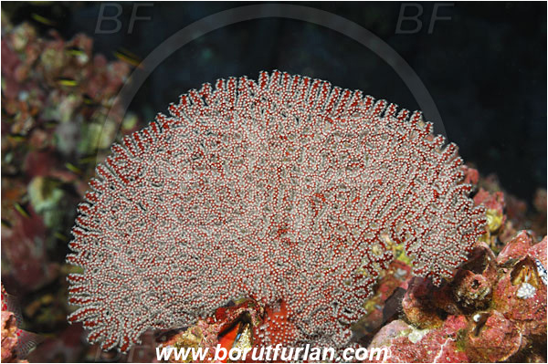 Malpelo, Columbia, Pacific ocean, Pacifigorgia sp., Pacifigorgia, Gorgoniidae, Anthozoa, Cnidaria, Cnidarian, Sea fan, Gorgonian