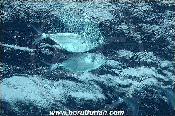 Malpelo, Columbia, Pacific ocean, Trachinotus stilbe, Trachinotus, Carangidae, Steel pompano, Pompano, Fish
