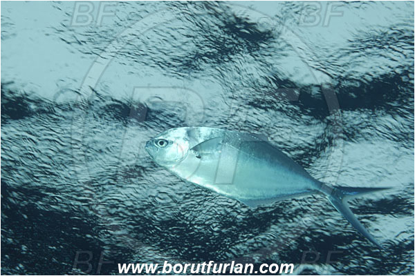 Malpelo, Columbia, Pacific ocean, Trachinotus stilbe, Trachinotus, Carangidae, Steel pompano, Pompano, Fish