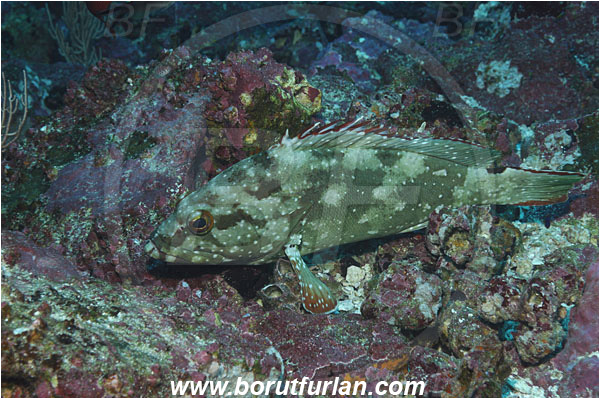 Malpelo, Columbia, Pacific ocean, Epinephelus labriformis, Epinephelus, Serranidae, Starry Grouper, Grouper, Fish