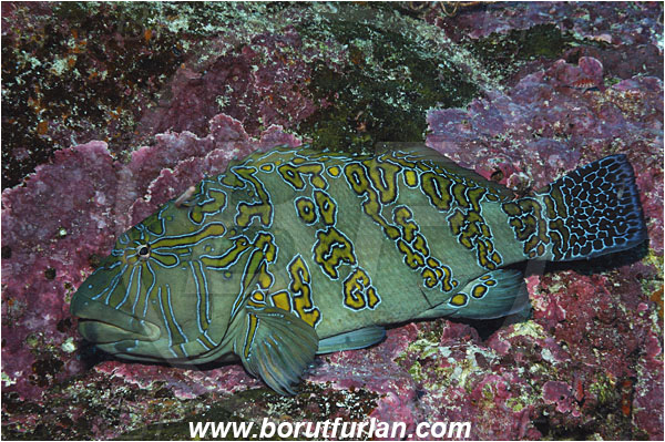 Malpelo, Columbia, Pacific ocean, Cirrhitus rivulatus, Cirrhitus, Cirrhitidae, Giant hawkfish, Hawkfish, Fish