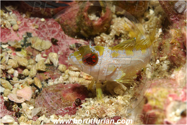 Malpelo, Columbia, Pacific ocean, Gobioclinus dendriticus, Gobioclinus, Labrisomidae, Bravo clinid, Bravo Blenny, Clinid, Fish, Juvenile