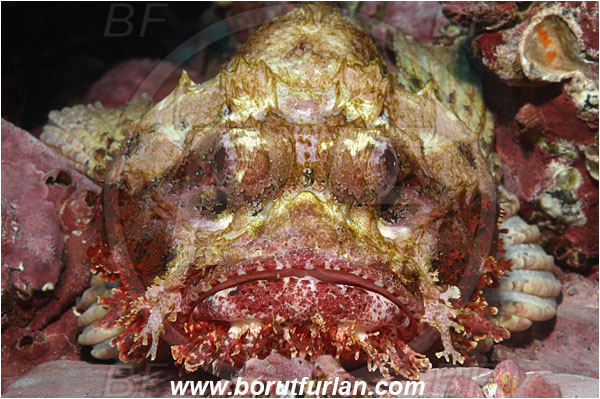 Malpelo, Columbia, Pacific ocean, Scorpaena mystes, Scorpaena, Scorpaenidae, Pacific spotted scorpionfish, Scorpionfish, Fish, Portrait