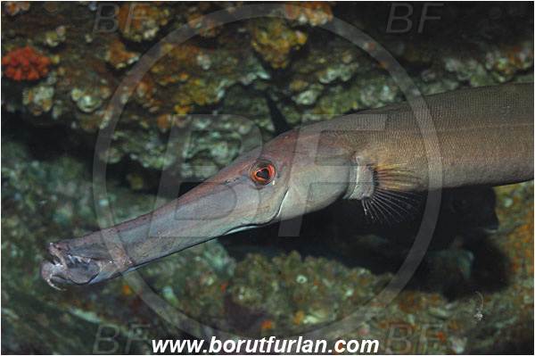 Malpelo, Columbia, Pacific ocean, Aulostomus chinensis, Aulostomus, Aulostomidae, Chinese trumpetfish, Trumpetfish, Fish, Portrait