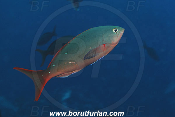 Malpelo, Columbia, Pacific ocean, Paranthias colonus, Paranthias, Serranidae, Pacific creole-fish, Creole-fish, Fish
