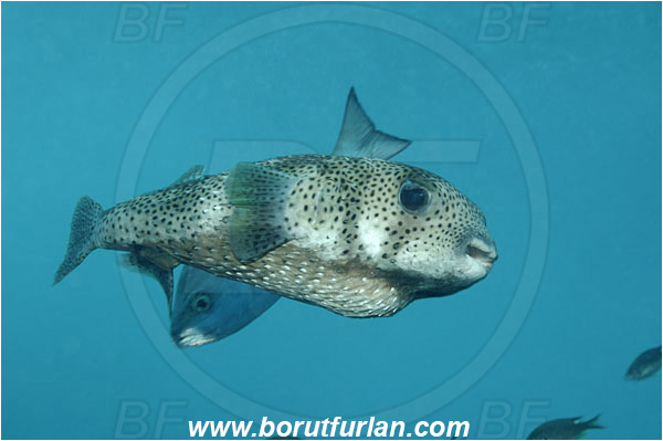 Malpelo, Columbia, Pacific ocean, Diodon hystrix, Diodon, Diodontidae, Spot-fin porcupinefish, Porcupinefish, Fish
