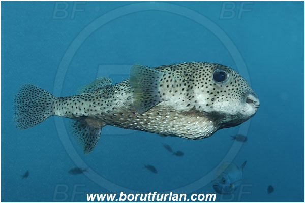 Malpelo, Columbia, Pacific ocean, Diodon hystrix, Diodon, Diodontidae, Spot-fin porcupinefish, Porcupinefish, Fish