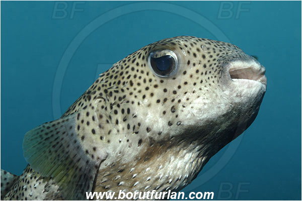 Malpelo, Columbia, Pacific ocean, Diodon hystrix, Diodon, Diodontidae, Spot-fin porcupinefish, Porcupinefish, Fish, Portrait