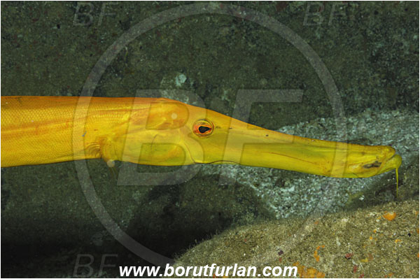 Malpelo, Columbia, Pacific ocean, Aulostomus chinensis, Aulostomus, Aulostomidae, Chinese trumpetfish, Trumpetfish, Fish, Portrait, Yellow variant