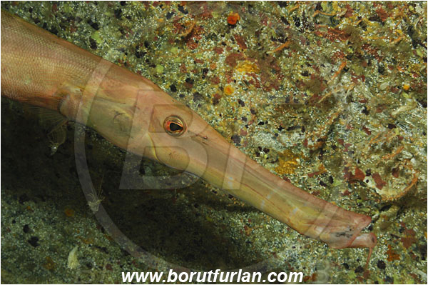 Malpelo, Columbia, Pacific ocean, Aulostomus chinensis, Aulostomus, Aulostomidae, Chinese trumpetfish, Trumpetfish, Fish, Portrait
