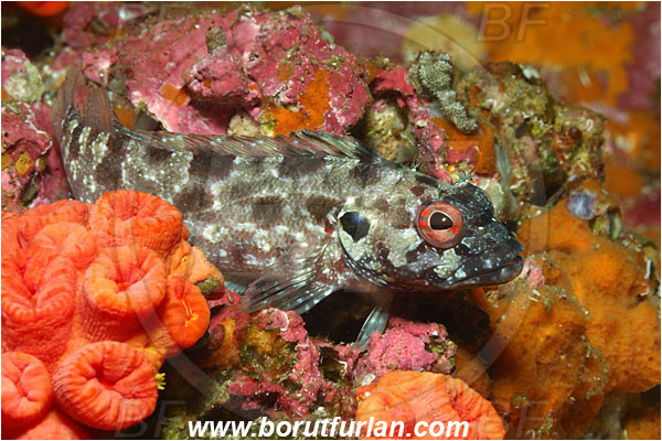 Malpelo, Columbia, Pacific ocean, Gobioclinus dendriticus, Gobioclinus, Labrisomidae, Bravo clinid, Bravo Blenny, Clinid, Fish