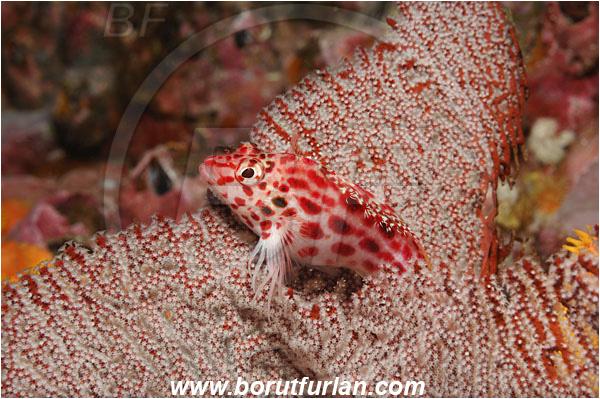 Malpelo, Columbia, Pacific ocean, Cirrhitichthys oxycephalus, Cirrhitichthys, Cirrhitidae, Coral hawkfish, Hawkfish, Fish