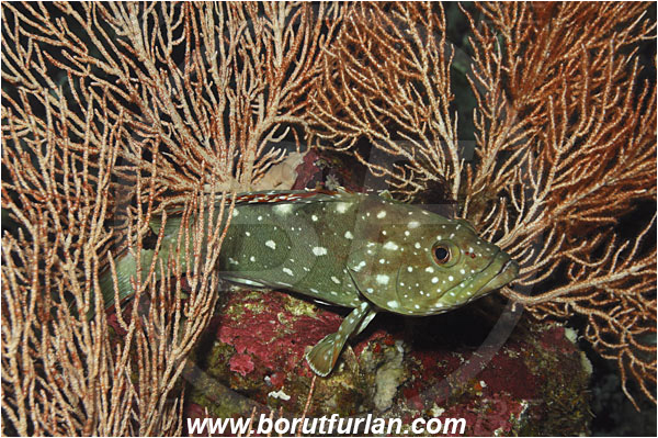 Malpelo, Columbia, Pacific ocean, Epinephelus labriformis, Epinephelus, Serranidae, Starry Grouper, Grouper, Fish