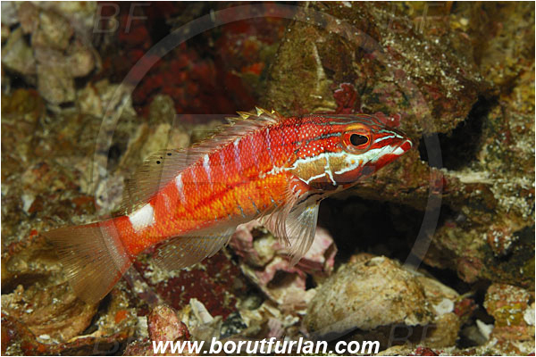 Malpelo, Columbia, Pacific ocean, Serranus tico, Serranus, Serranidae, Cocos Serrano, Cocos Grouper, Serrano, Fish