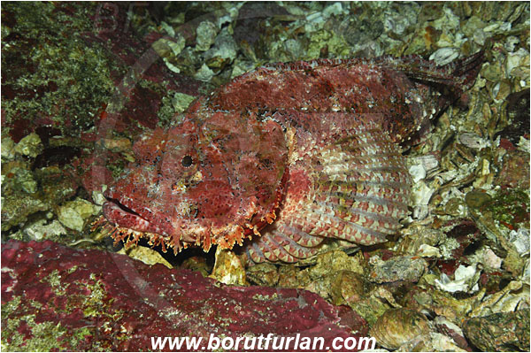 Malpelo, Columbia, Pacific ocean, Scorpaena mystes, Scorpaena, Scorpaenidae, Pacific spotted scorpionfish, Scorpionfish, Fish