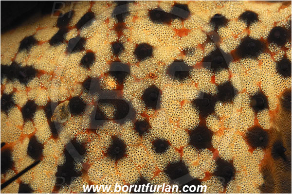 Malpelo, Columbia, Pacific ocean, Nidorellia armata, Nidorellia, Oreasteridae, Asteroidea, Echinodermata, Echinoderm, Chocolate Chip Starfish, Starfish, Abstract