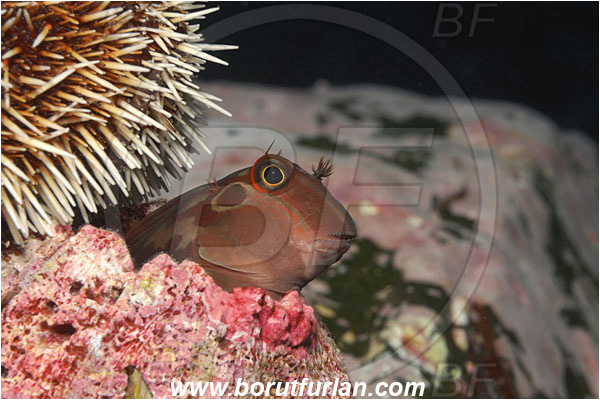 Malpelo, Columbia, Pacific ocean, Ophioblennius steindachneri, Ophioblennius, Blenniidae, Panamic Fanged Blenny, Blenny, Fish, Portrait