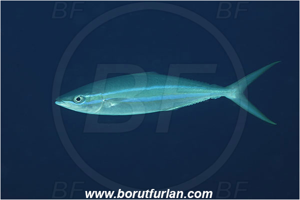 Malpelo, Columbia, Pacific ocean, Elagatis bipinnulata, Elagatis, Carangidae, Rainbow runner, Fish