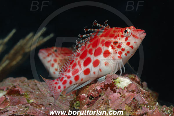 Malpelo, Columbia, Pacific ocean, Cirrhitichthys oxycephalus, Cirrhitichthys, Cirrhitidae, Coral hawkfish, Hawkfish, Fish