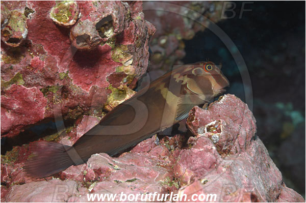 Malpelo, Columbia, Pacific ocean, Ophioblennius steindachneri, Ophioblennius, Blenniidae, Panamic Fanged Blenny, Blenny, Fish