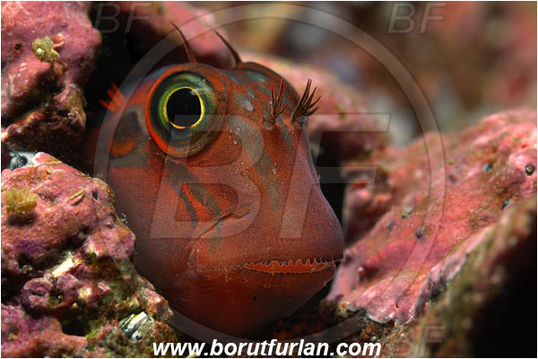 Malpelo, Columbia, Pacific ocean, Ophioblennius steindachneri, Ophioblennius, Blenniidae, Panamic Fanged Blenny, Blenny, Fish, Portrait
