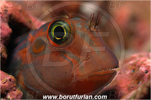 Malpelo, Columbia, Pacific ocean, Ophioblennius steindachneri, Ophioblennius, Blenniidae, Panamic Fanged Blenny, Blenny, Fish, Portrait
