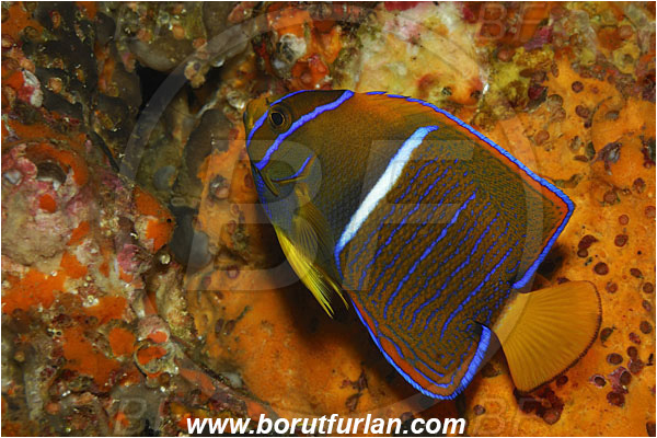 Malpelo, Columbia, Pacific ocean, Holacanthus passer, Holacanthus, Pomacanthidae, King angelfish, Angelfish, Fish, Juvenile