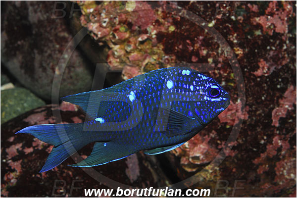 Malpelo, Columbia, Pacific ocean, Microspathodon dorsalis, Microspathodon, Pomacentridae, Giant damselfish, Damselfish, Fish, Juvenile