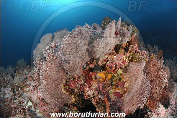Malpelo, Columbia, Pacific ocean, Pacifigorgia sp., Pacifigorgia, Gorgoniidae, Anthozoa, Cnidaria, Cnidarian, Sea fan, Gorgonian, Reef