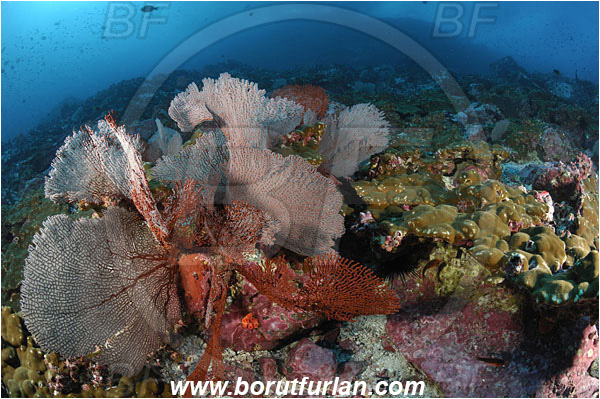 Malpelo, Columbia, Pacific ocean, Pacifigorgia sp., Pacifigorgia, Gorgoniidae, Anthozoa, Cnidaria, Cnidarian, Sea fan, Gorgonian, Reef