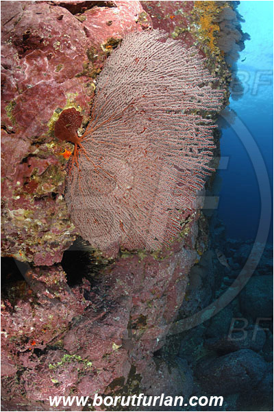 Malpelo, Columbia, Pacific ocean, Pacifigorgia sp., Pacifigorgia, Gorgoniidae, Anthozoa, Cnidaria, Cnidarian, Sea fan, Gorgonian, Reef, Wall