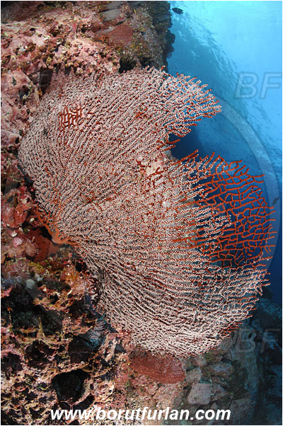 Malpelo, Columbia, Pacific ocean, Pacifigorgia sp., Pacifigorgia, Gorgoniidae, Anthozoa, Cnidaria, Cnidarian, Sea fan, Gorgonian, Reef, Wall