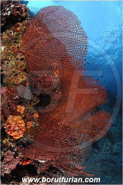 Malpelo, Columbia, Pacific ocean, Pacifigorgia sp., Pacifigorgia, Gorgoniidae, Anthozoa, Cnidaria, Cnidarian, Sea fan, Gorgonian, Reef, Wall