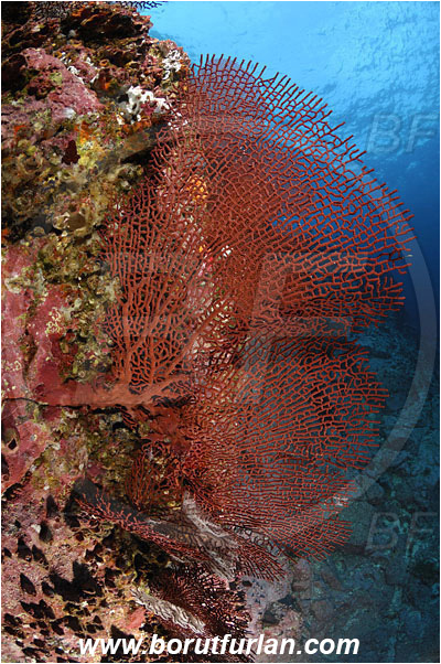 Malpelo, Columbia, Pacific ocean, Pacifigorgia sp., Pacifigorgia, Gorgoniidae, Anthozoa, Cnidaria, Cnidarian, Sea fan, Gorgonian, Reef, Wall