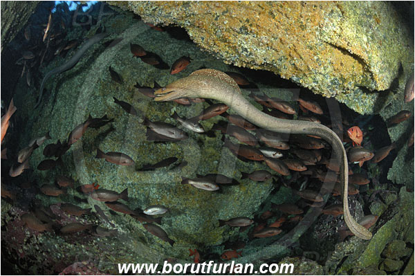 Malpelo, Columbia, Pacific ocean, Gymnothorax dovii, Gymnothorax, Muraenidae, Fine-spotted moray, Moray