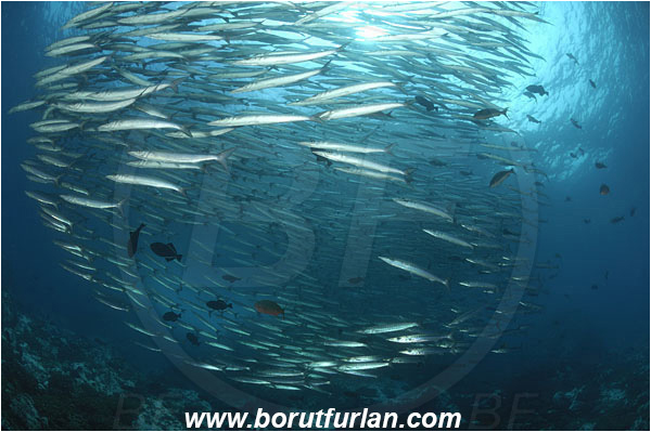 Malpelo, Columbia, Pacific ocean, Sphyraena idiastes, Sphyraena, Sphyraenidae, Pelican barracuda, Barracuda, Fish, Fish school, Reef