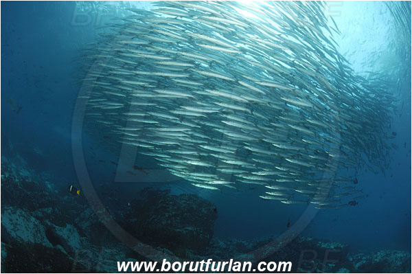 Malpelo, Columbia, Pacific ocean, Sphyraena idiastes, Sphyraena, Sphyraenidae, Pelican barracuda, Barracuda, Fish, Fish school, Reef