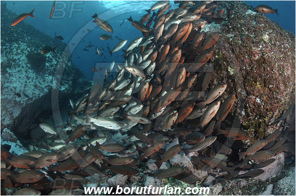 Malpelo, Columbia, Pacific ocean, Lutjanus jordani, Lutjanus, Lutjanidae, Jordan