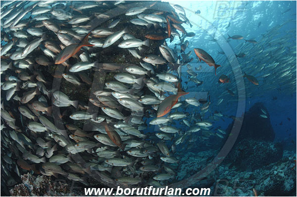 Malpelo, Columbia, Pacific ocean, Lutjanus jordani, Lutjanus, Lutjanidae, Jordan