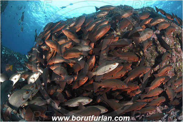 Malpelo, Columbia, Pacific ocean, Lutjanus jordani, Lutjanus, Lutjanidae, Jordan