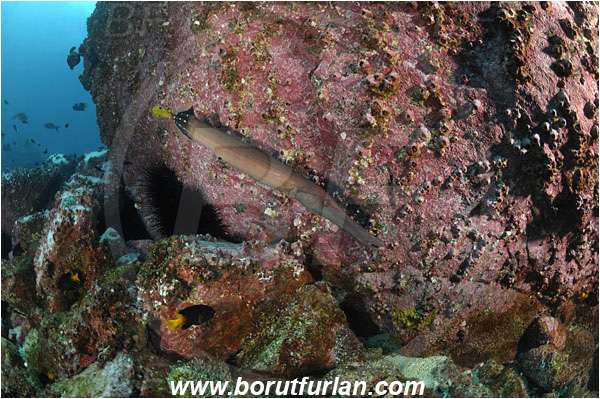 Malpelo, Columbia, Pacific ocean, Aulostomus chinensis, Aulostomus, Aulostomidae, Chinese trumpetfish, Trumpetfish, Fish, Reef